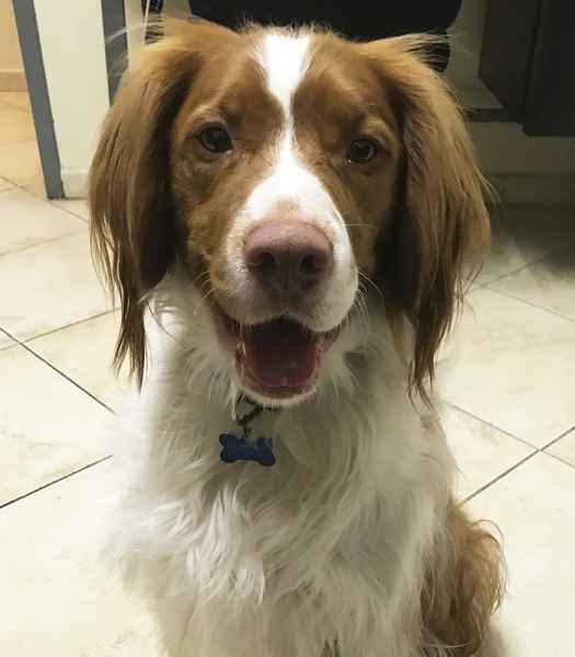 4Paws Mobile Veterinary Services