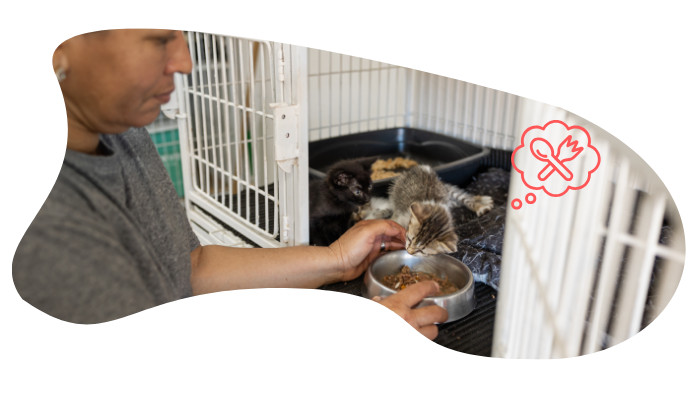 Adopting a shelter pet in Hillsborough with guidance from 4Paws Mobile Veterinary Services