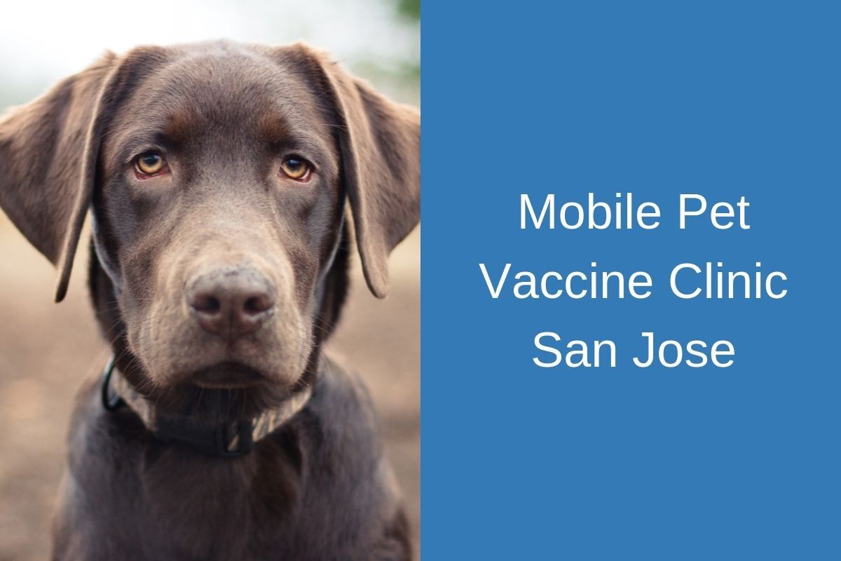 Mobile Pet Vaccine Clinic San Jose - Blog