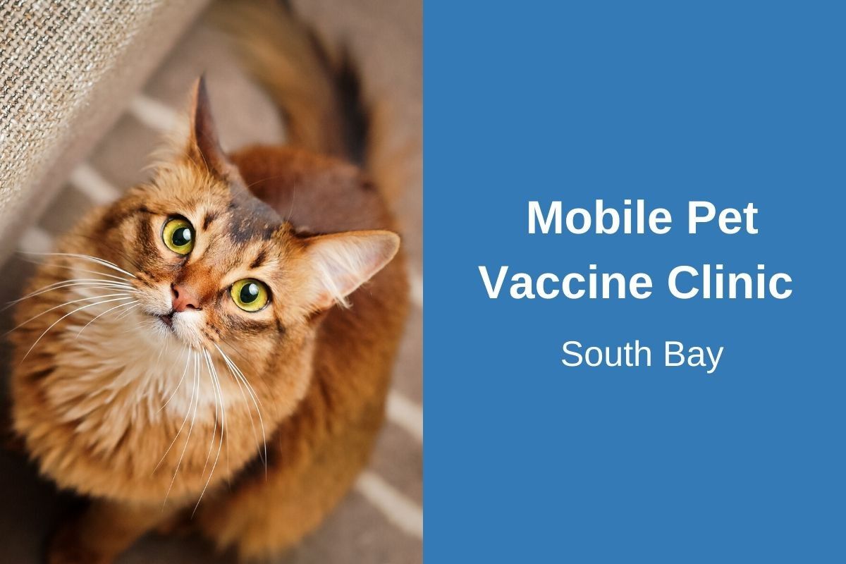 Mobile Pet Vaccine Clinic South Bay - Blog