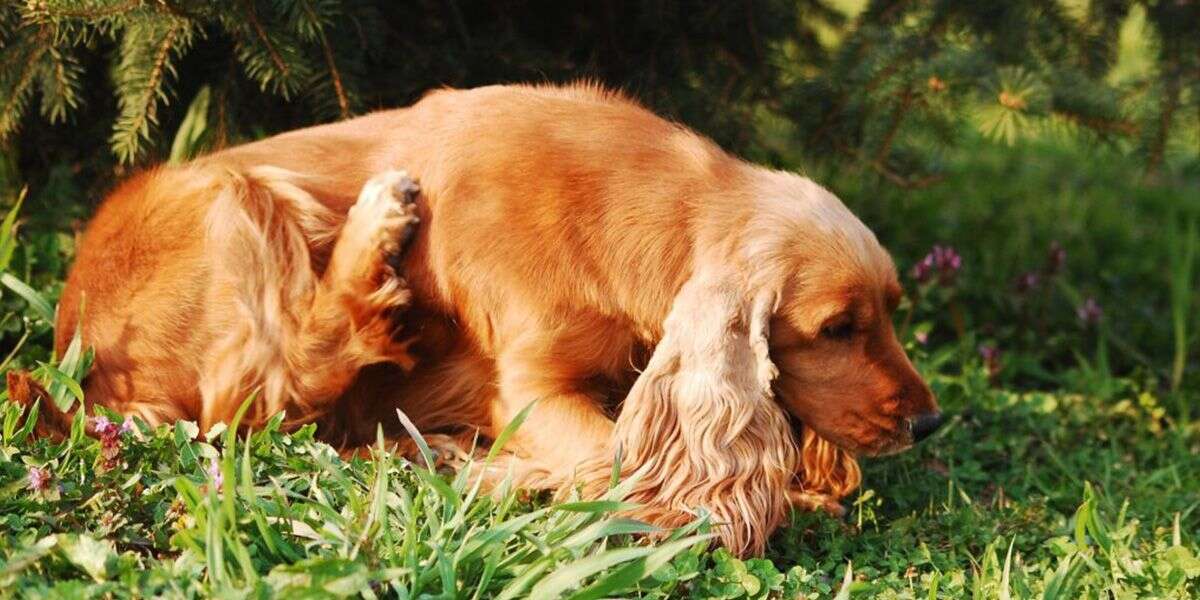 Cytopoint™- New Hope for the Chronically Itchy Dog
